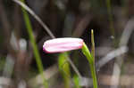 Rose pogonia <BR>Snakemouth orchid